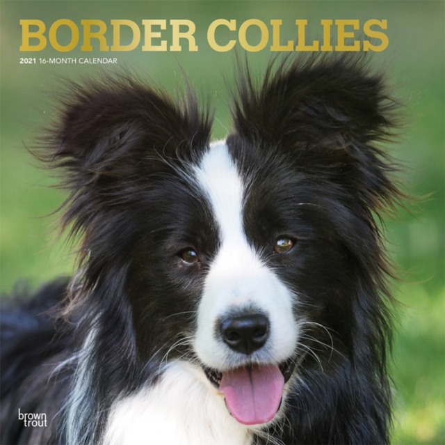 Border Collies 2021 Square Foil Calendar